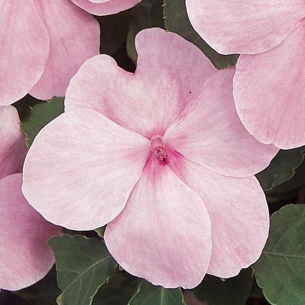 Impatiens, Super Elfin Pink, 32-Count Jumbo Annual Tray