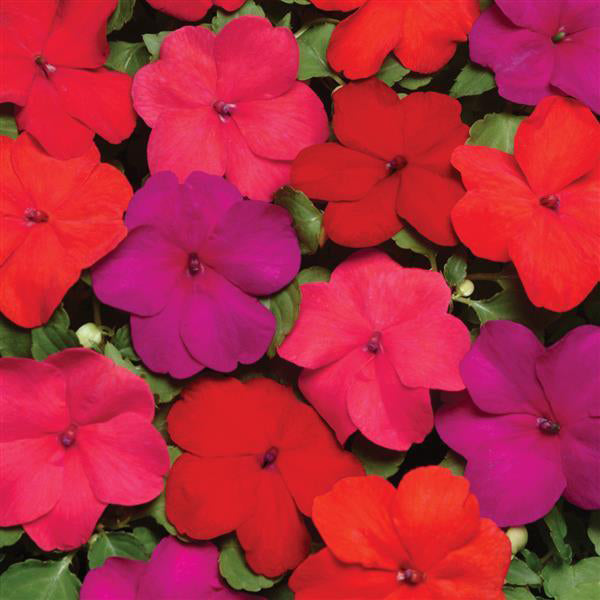 Impatiens, Super Elfin Hot Mix, 32-Count Jumbo Annual Tray