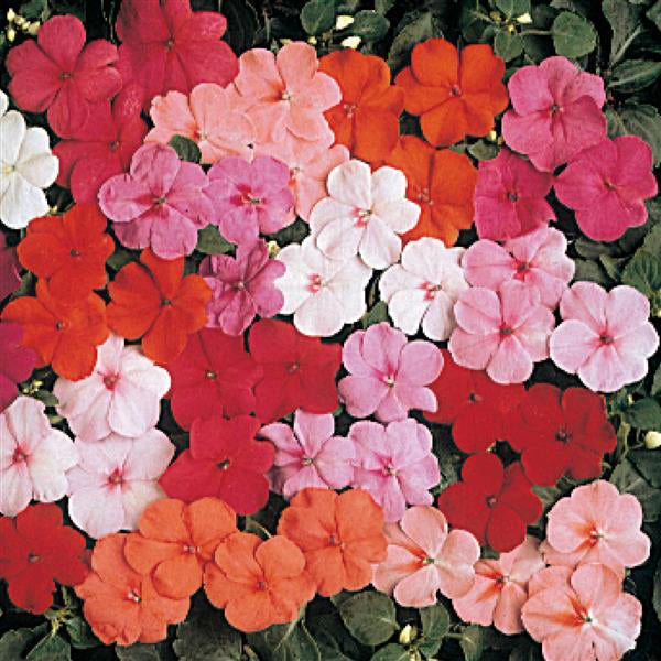 Impatiens, Super Elfin Mix, 32-Count Jumbo Annual Tray