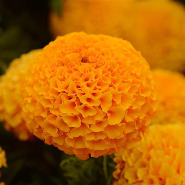 Marigold, Taishan Orange, 32-Count Jumbo Annual Tray