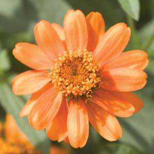 Zinnia, Profusion Orange, 32-Count Jumbo Annual Tray
