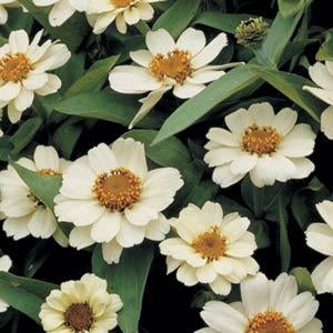 Zinnia, Profusion White, 32-Count Jumbo Annual Tray