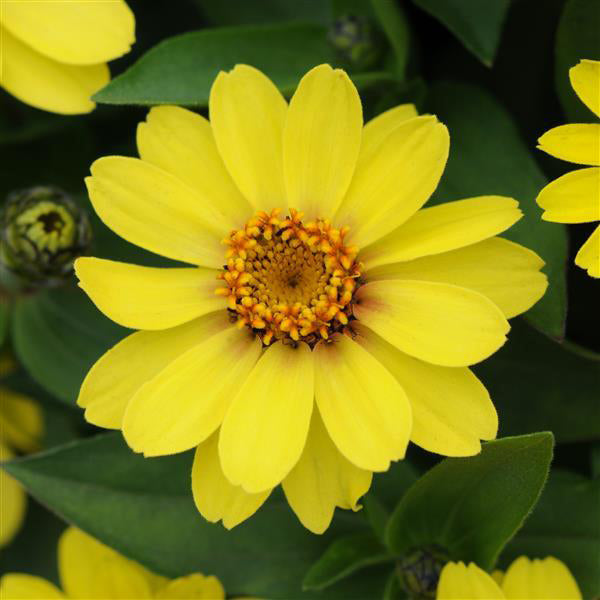 Zinnia, Zahara Yellow, 32-Count Jumbo Annual Tray