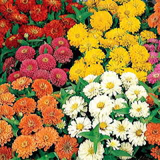 Zinnia, Dreamland Mix, 32-Count Jumbo Annual Tray