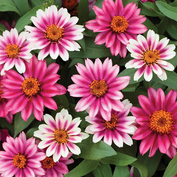 Zinnia, Profusion Cherry Bicolor, 32-Count Jumbo Annual Tray