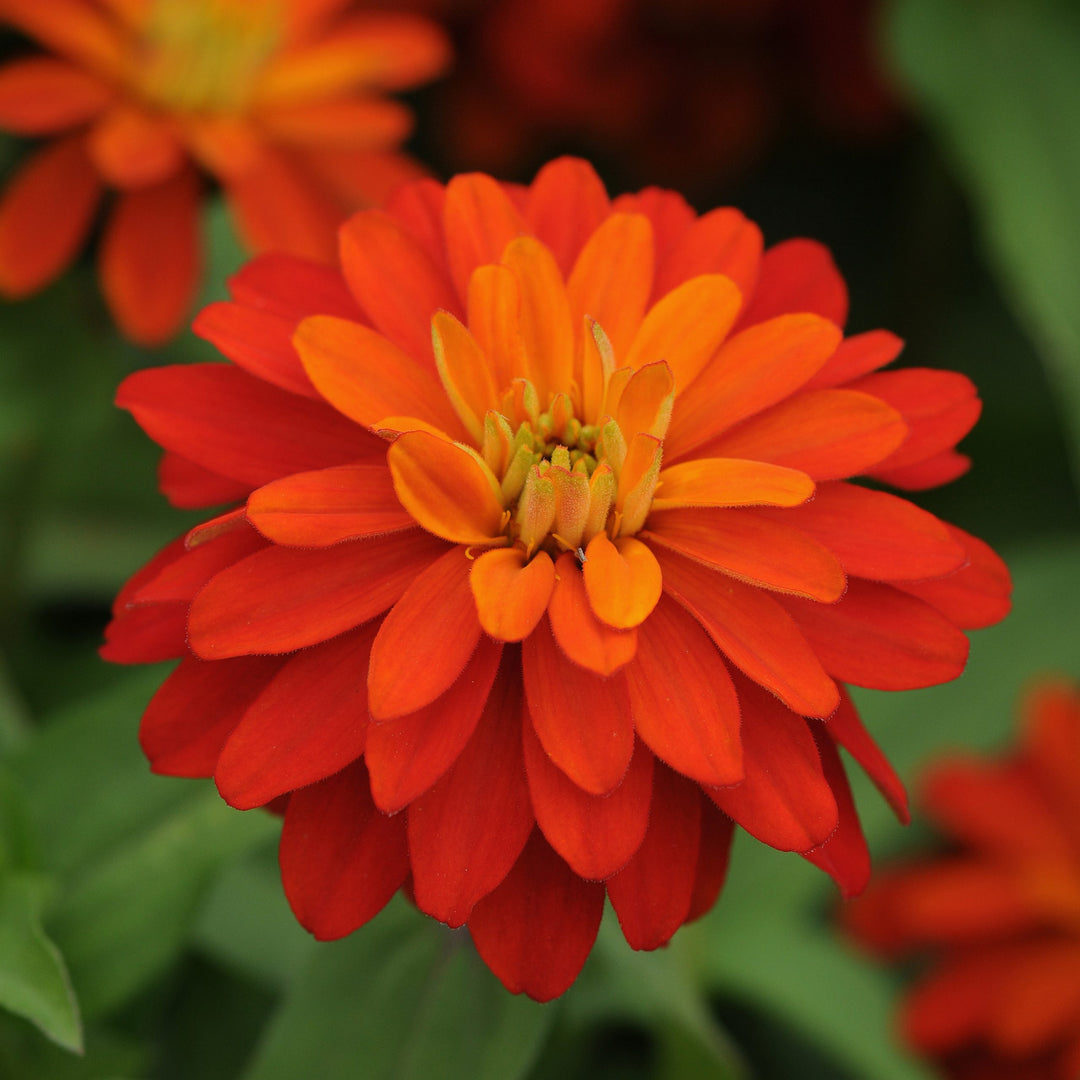 Zinnia, Zahara Double Fire, 32-Count Jumbo Annual Tray