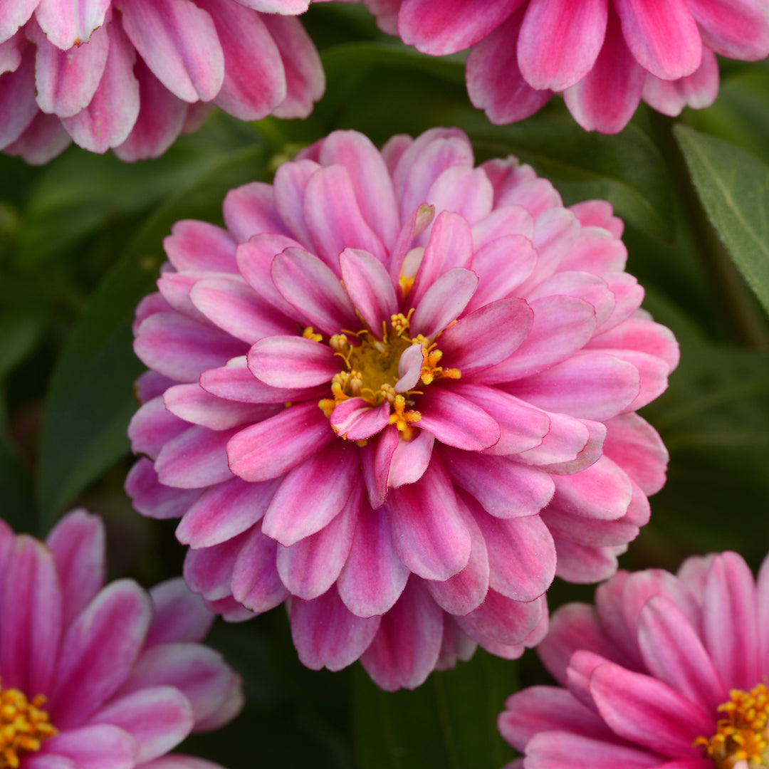 Zinnia, Zahara Double Raspberry Ripple, 32-Count Jumbo Annual Tray