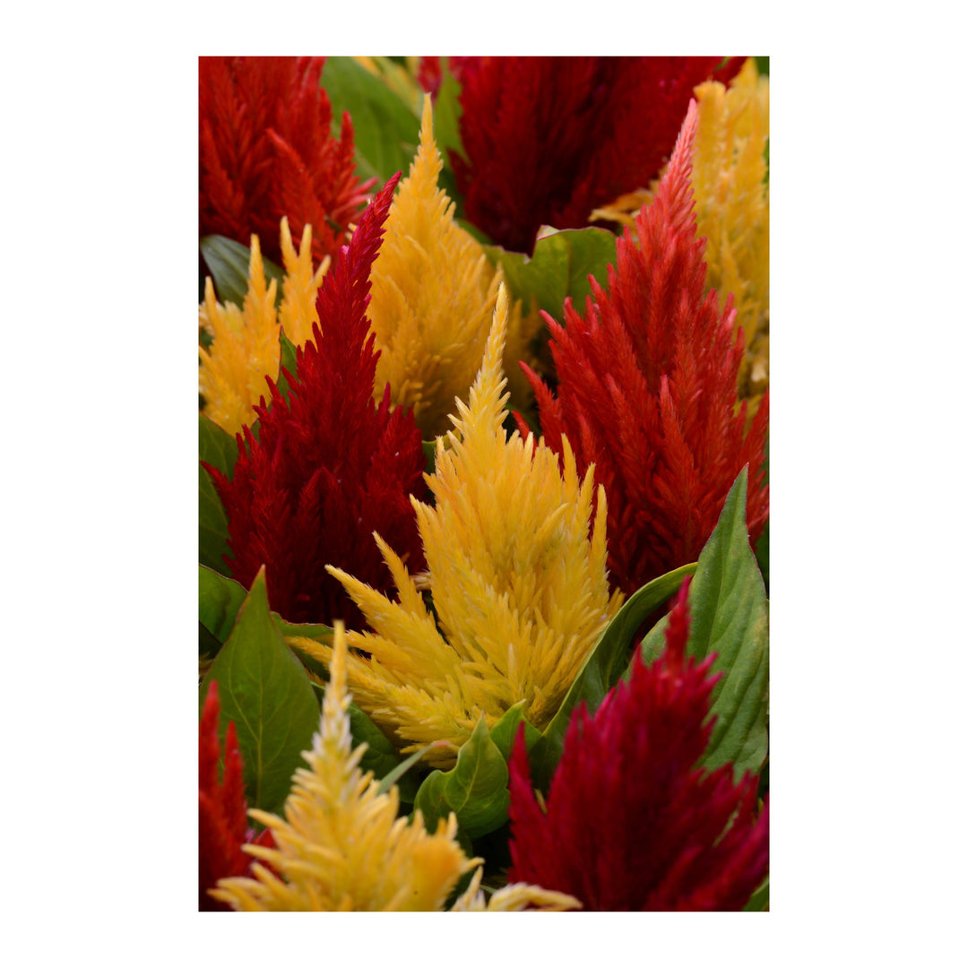 Celosia, First Flame Mix, 32-Count Jumbo Annual Tray