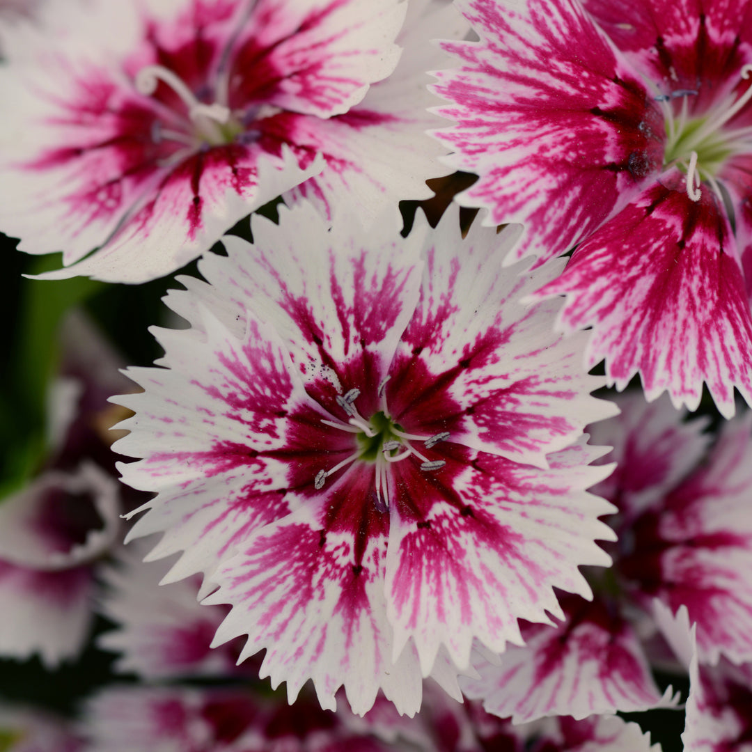 Dianthus, Floral Lace Picotee, 32-Count Jumbo Annual Tray