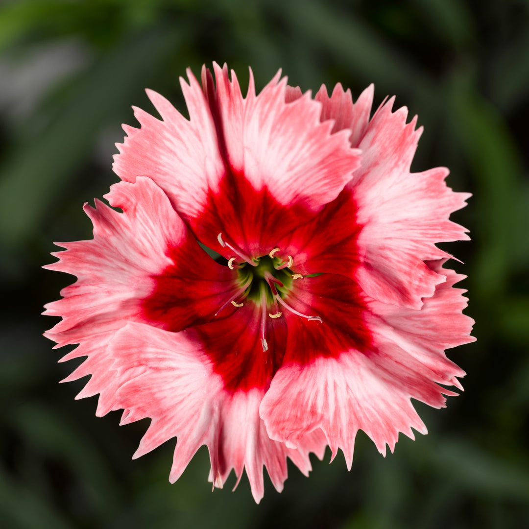 Dianthus, Super Parfait Strawberry, 32-Count Jumbo Annual Tray