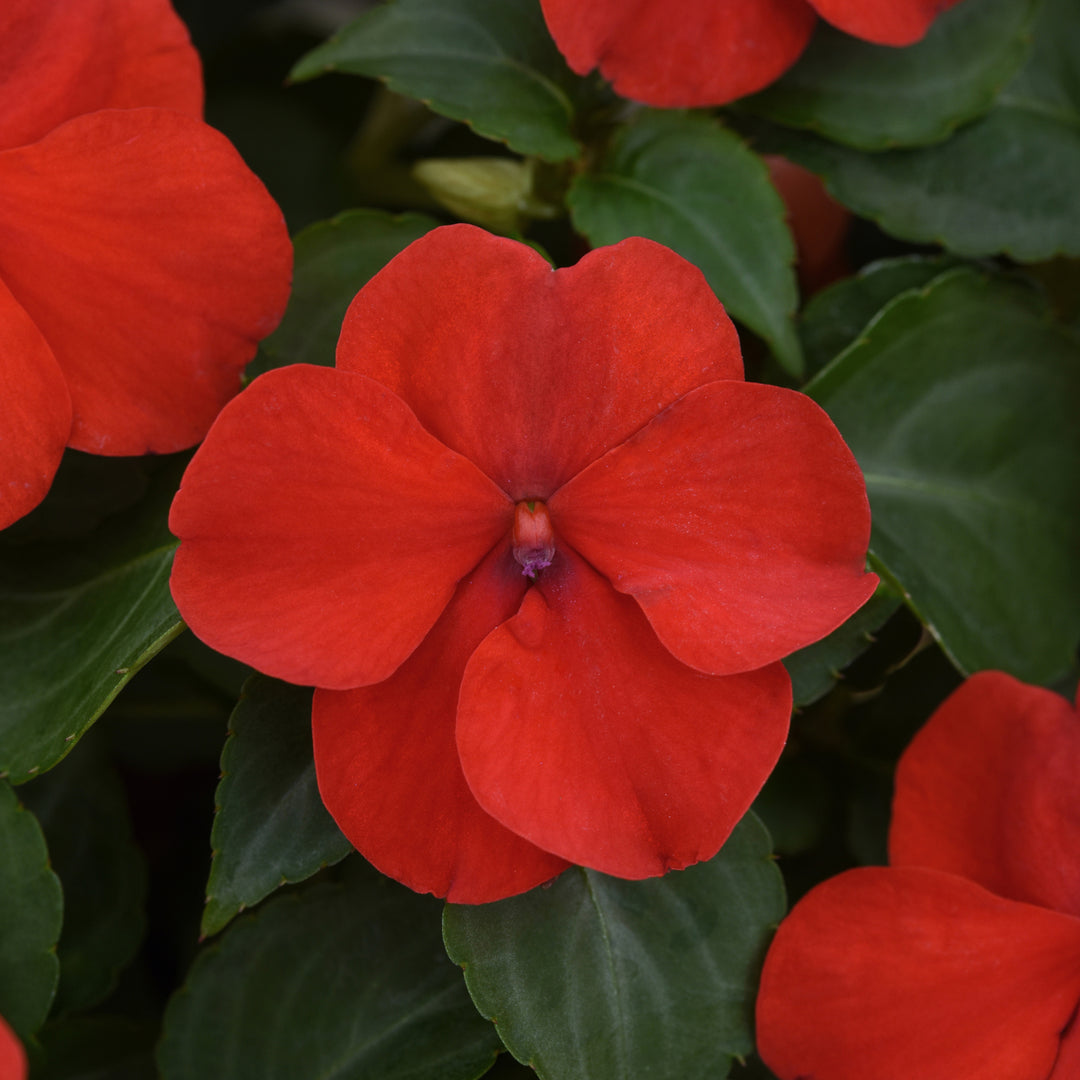 Impatiens, Beacon Bright Red, 32-Count Jumbo Annual Tray