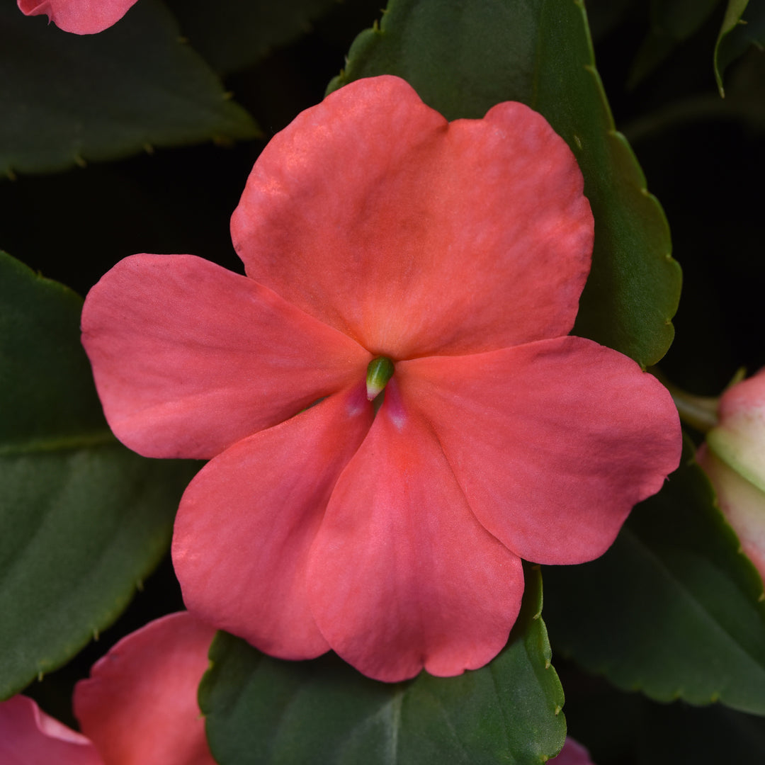 Impatiens, Beacon Coral, 32-Count Jumbo Annual Tray