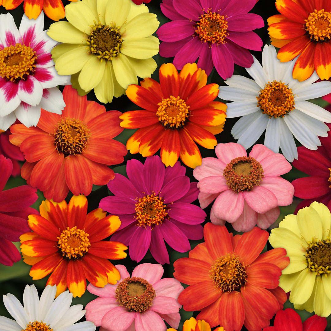 Zinnia, Zahara Mix, 32-Count Jumbo Annual Tray