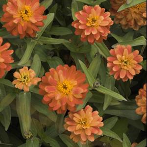 Zinnia, Double Deep Salmon, 32-Count Jumbo Annual Tray
