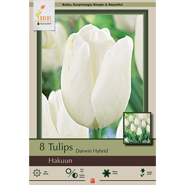 Netherland Bulb Co. Tulip, Hakuun Bulbs, 7 ct