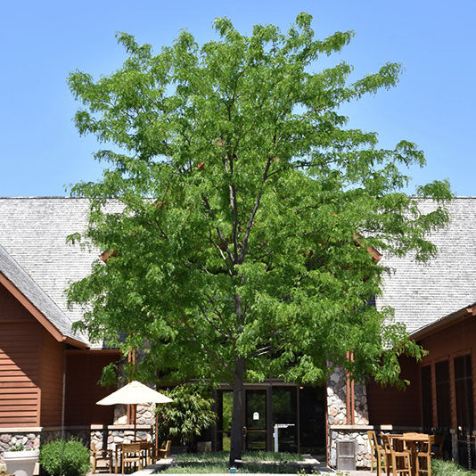 Honeylocust Tree, Skyline, B&B, 2" Caliper