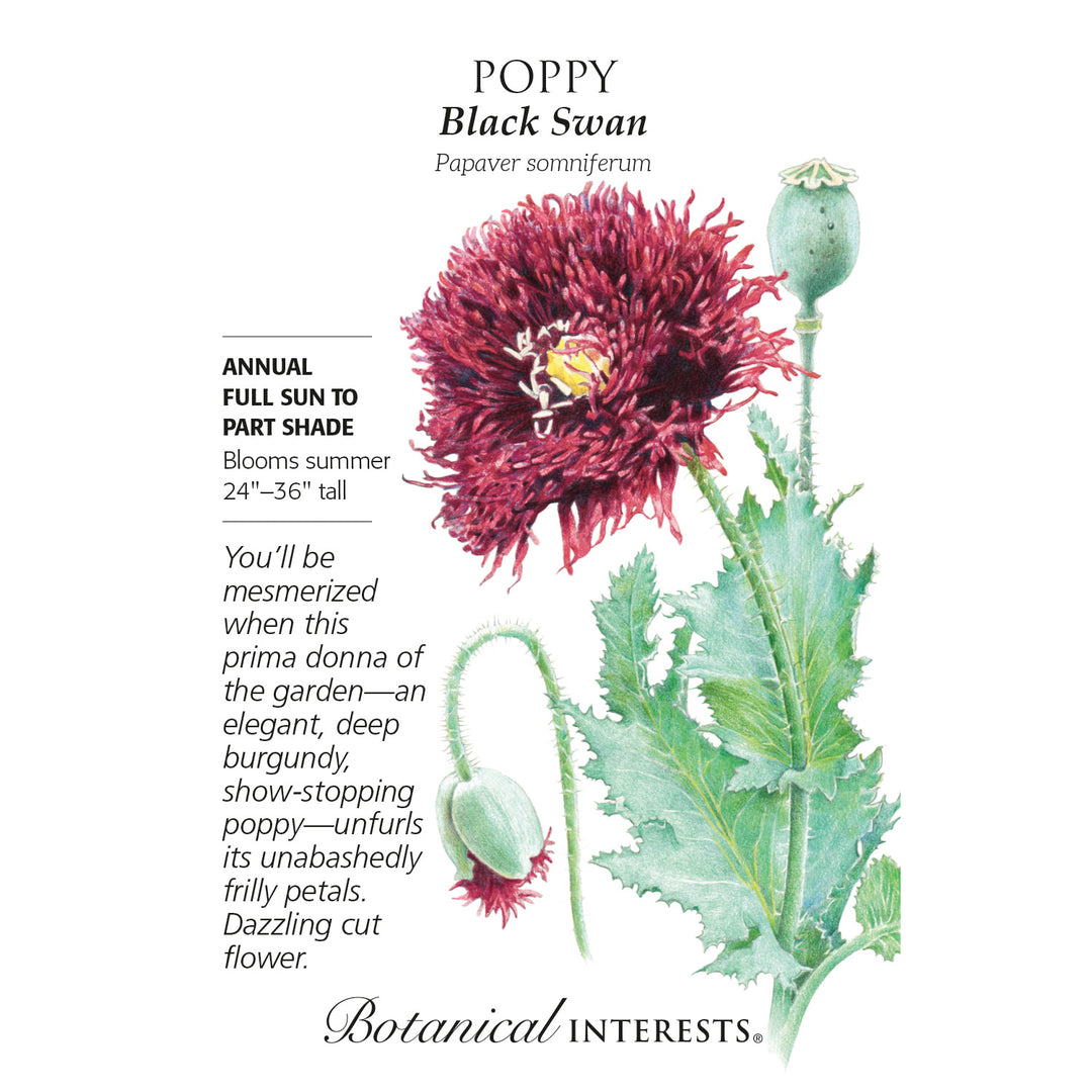 Poppy, Black Swan Botanical Interests Seeds