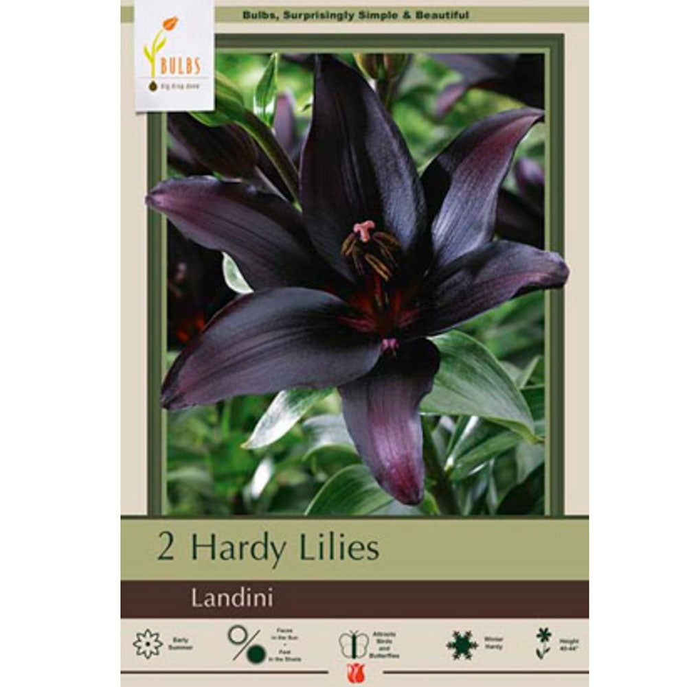 Netherland Bulb, Lily Lilium Landini