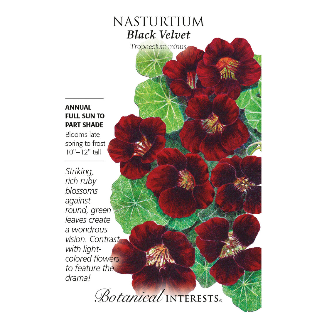 Nasturtium, Black Velvet Botanical Interests Seeds