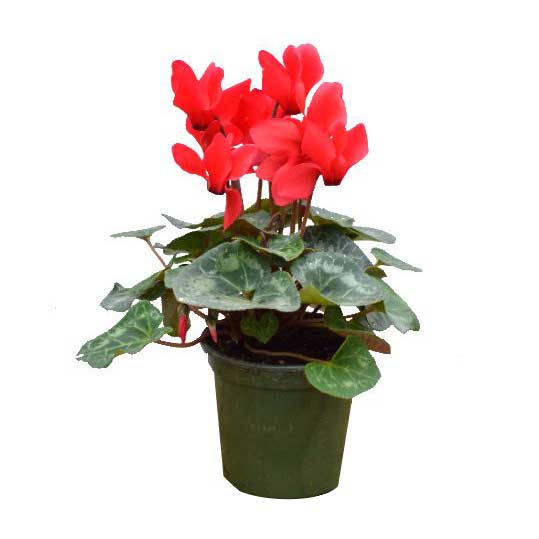 Cyclamen, Live Plant 4.5 in. Pot (Colors Vary)