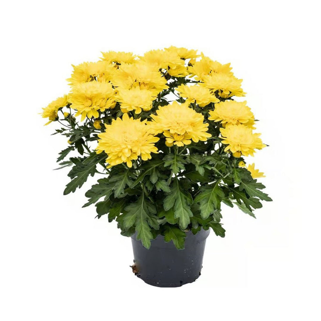 6" Florist Mum