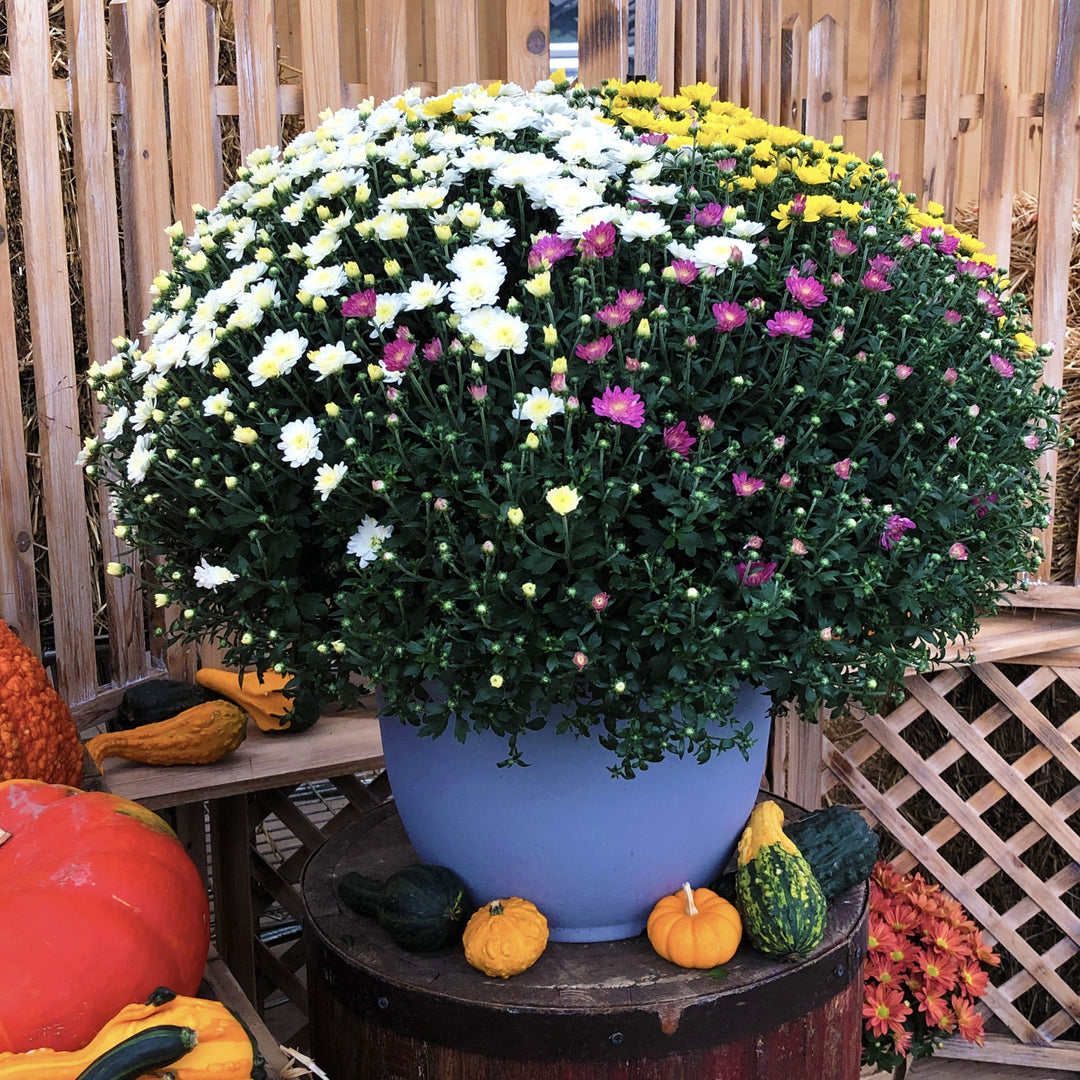 14" Deco Garden Mum