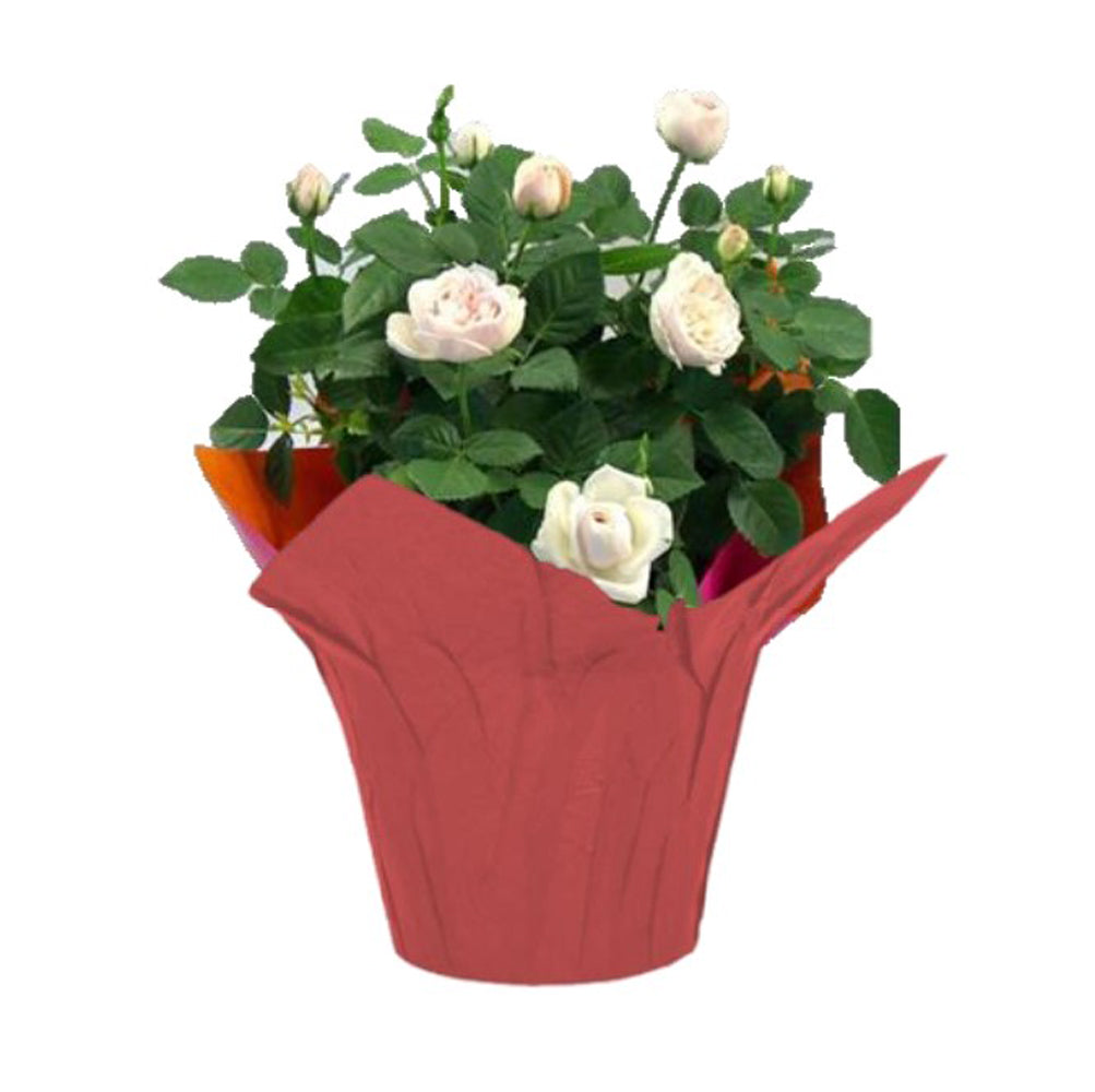 6" Mini Rose