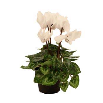 Cyclamen, Live Plant 2.5 in. Pot