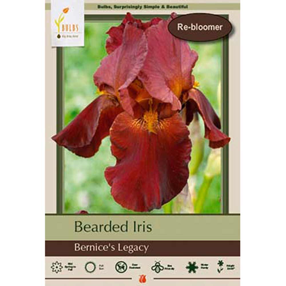 Netherland Bulb, Iris, Bernice's Legacy