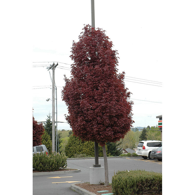 Maple Tree, Crimson Sentry, B&B, 2.5" Caliper