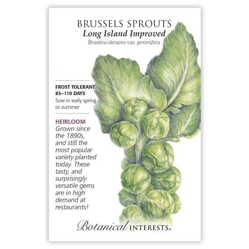 Brussels Sprouts, Long Island Improved Botanical Interests Seeds