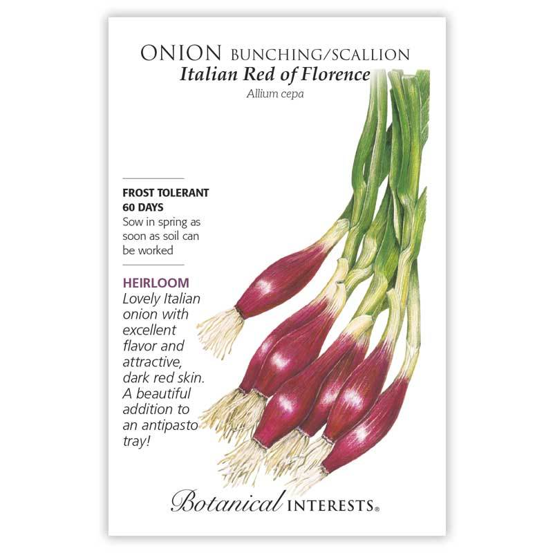 Onion, Botanical interests Italian Red of Florence Bunching/Scallion Seeds (Heirloom)