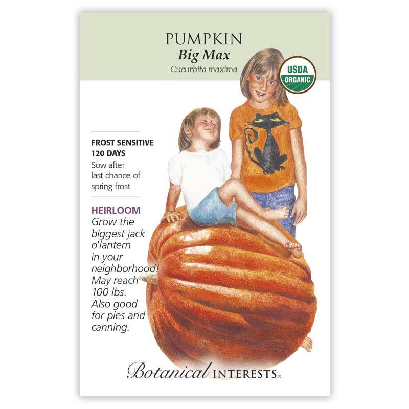 Pumpkin, Big Max Botanical Interests Seeds (Organic, Heirloom)