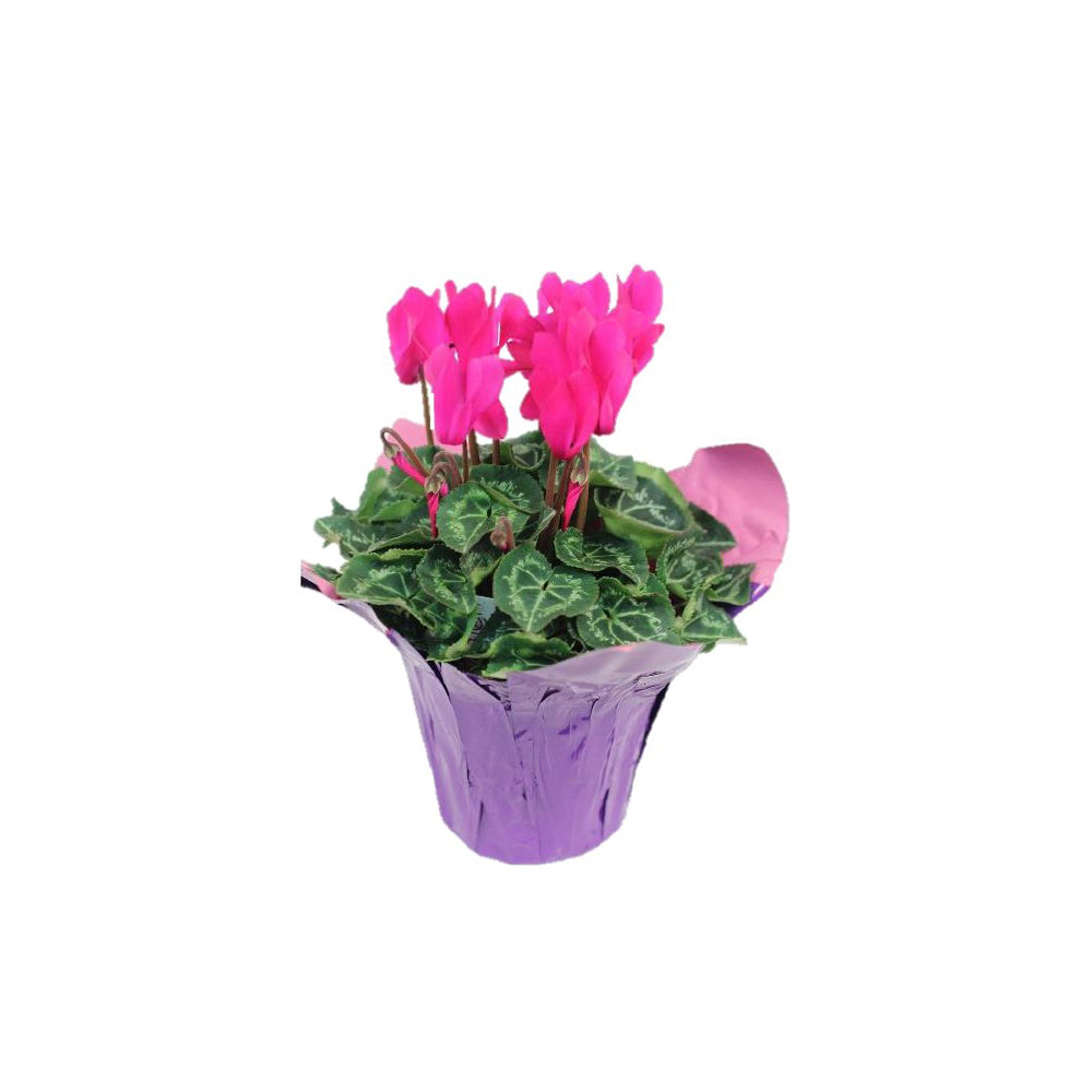 6" Cyclamen
