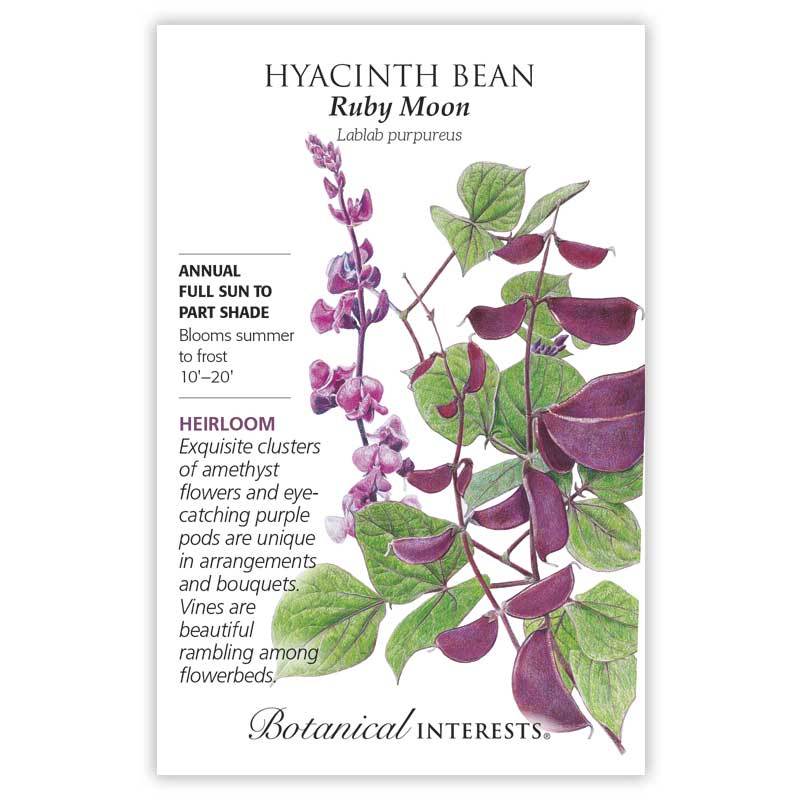 Ruby Moon Hyacinth Bean Botanical Interests Seeds