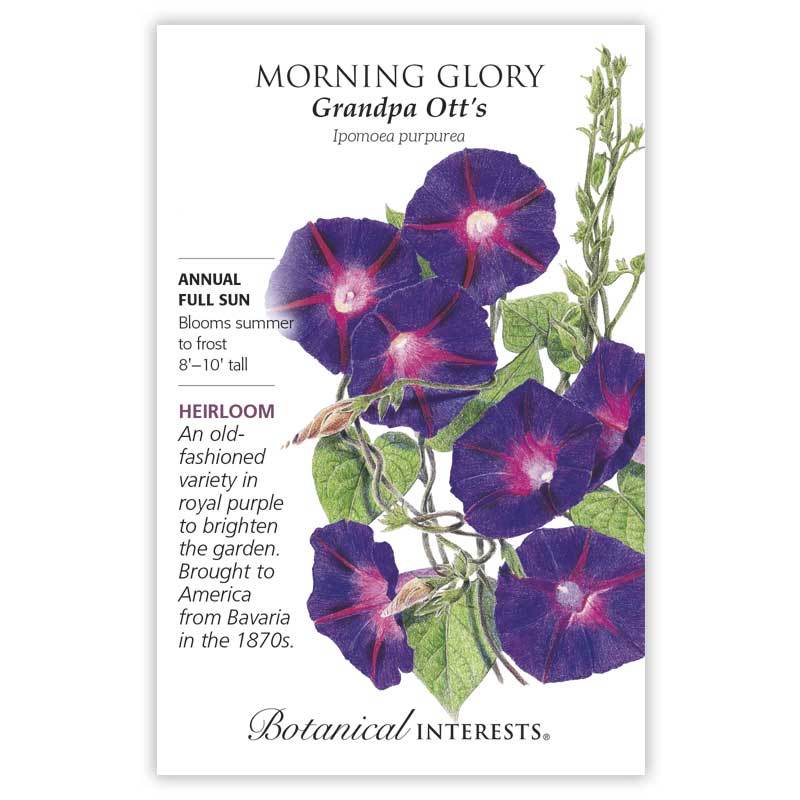 Morning Glory, Botanical Interests Grandpa Ott's Seeds (Heirloom)
