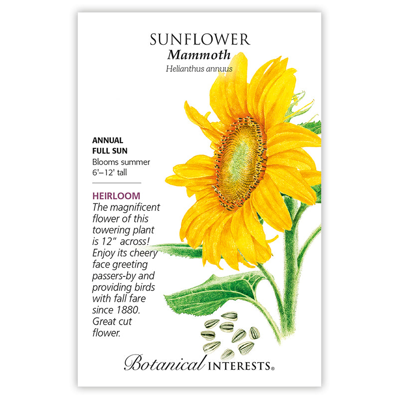 Sunflower, Mammoth Grey Stripe Heirloom Botanical Interests Seeds