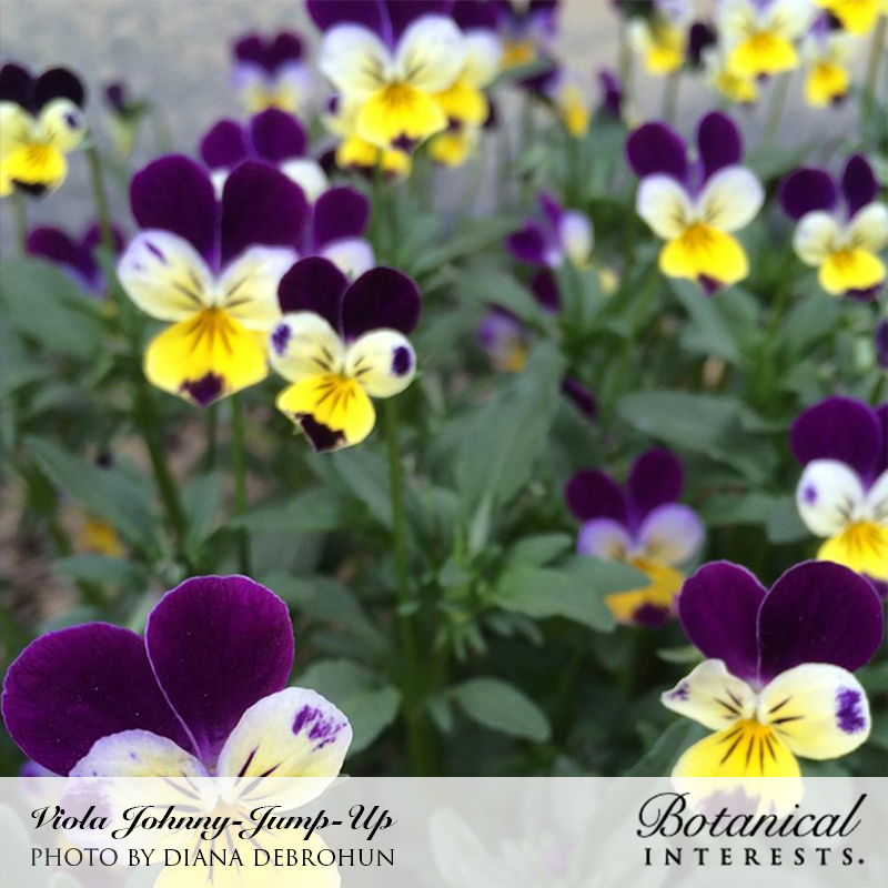 Viola, Johnny-Jump-Up Heirloom Botanical Interests Seeds