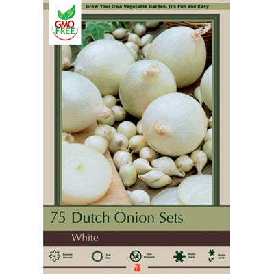 Dutch Onion Sets, Onion Allium cepa 'Snowball'