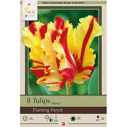 Netherland Bulb Co. Tulip, Flaming Parrot Bulbs, 8 ct