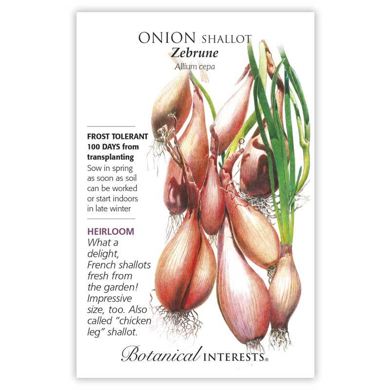 Onion, Zebrune Shallot Botanical Interests Seeds
