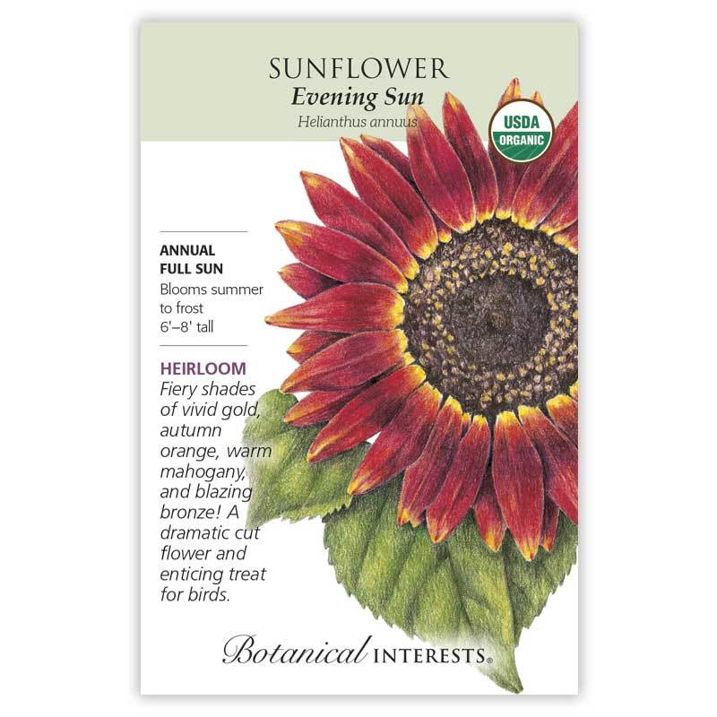 Sunflower, Evening Sun (Organic Heirloom) Botanical Interests Seeds