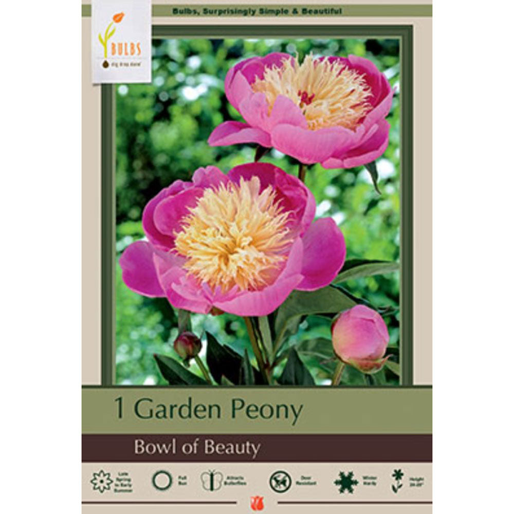 Netherland Bulb, Peony Paeonia Bowl of beauty