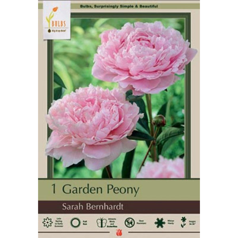 Netherland Bulb, Peony Paeonia Sarah Bernhardt