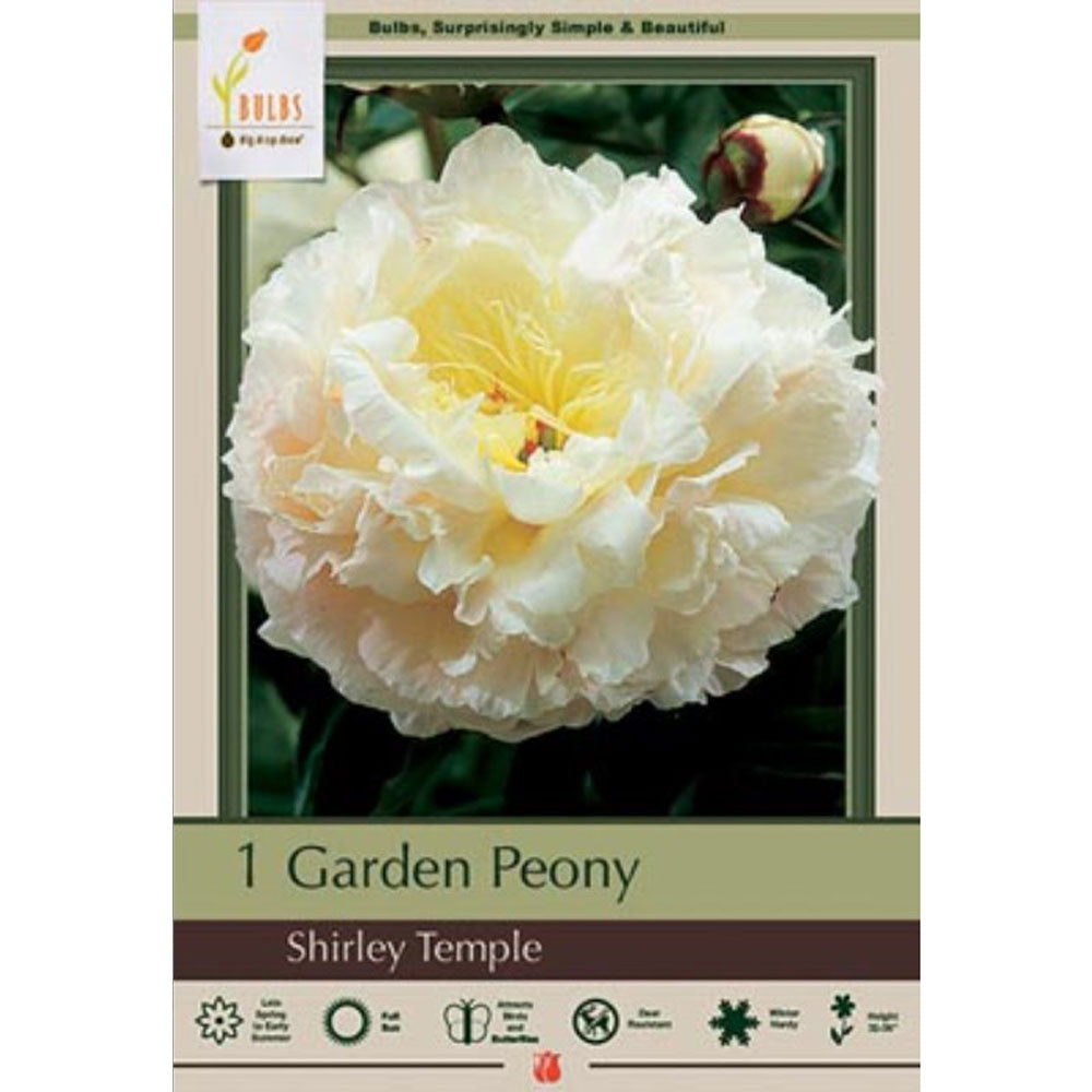Netherland Bulb, Peony Paeonia Shirley Temple