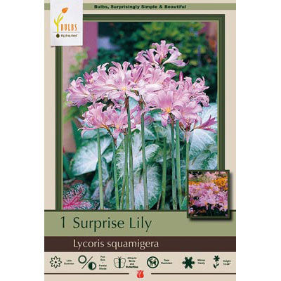 Netherland Bulb Co. Surprise Lily Lycoris Squamigera Bulb, 1 ct