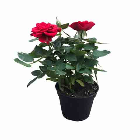 6" Mini Rose