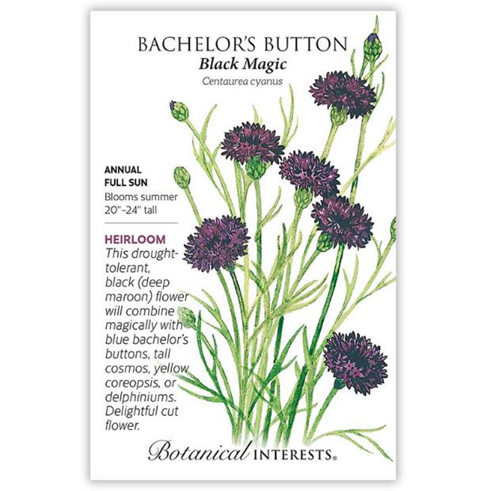 Botanical Interests, Bachelor Button, Black Magic