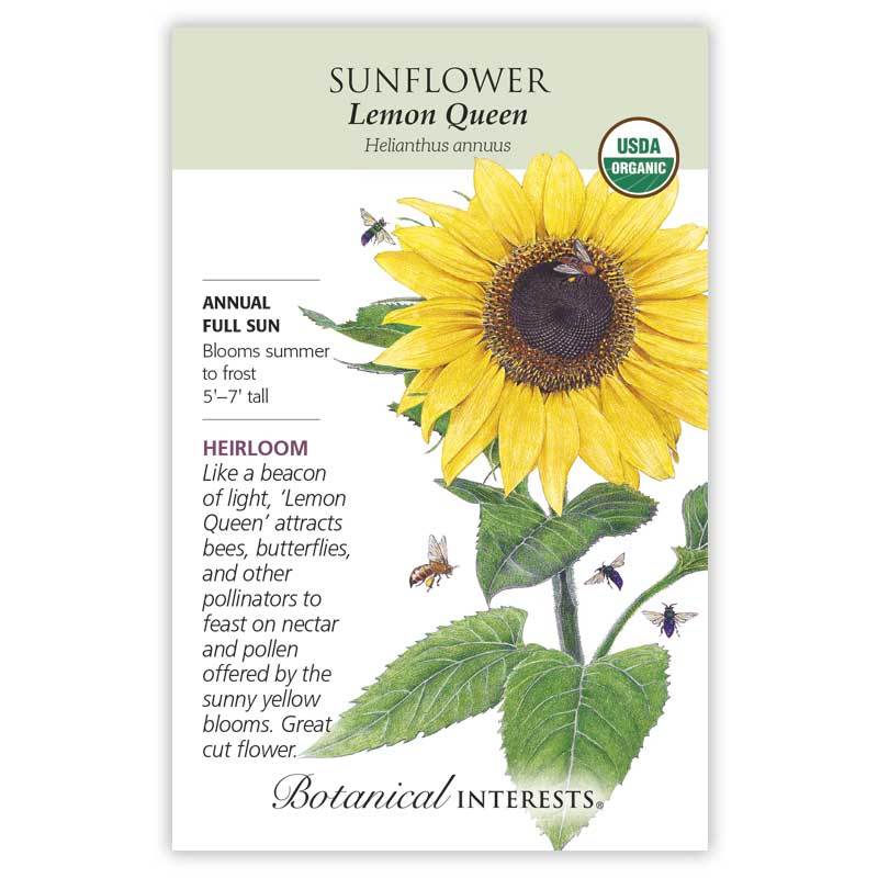 Sunflower, Botanical Interests Lemon Queen Seeds Organic, Heirloom
