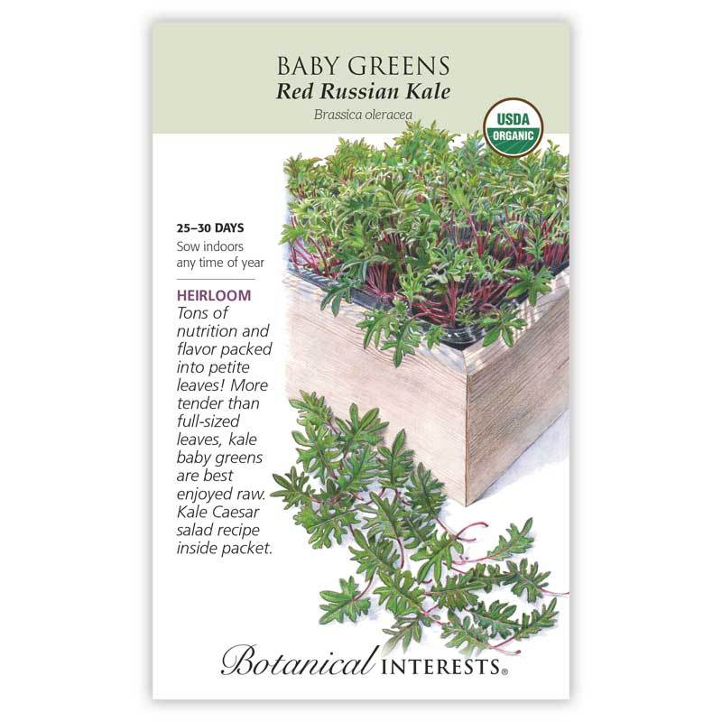 Kale, Botanical Interests Red Russian Baby Greens Seeds Organic, (Heirloom)
